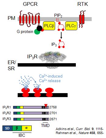 cwt-GPCR signallingV5