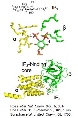 cwt-ip3 binding structureV5