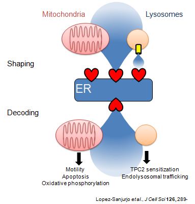 cwt-lysosomes