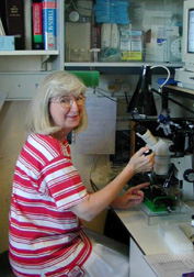 Margaret Hickman, <br>our senior technician, <br>working on one of the <br>wire myograph systems