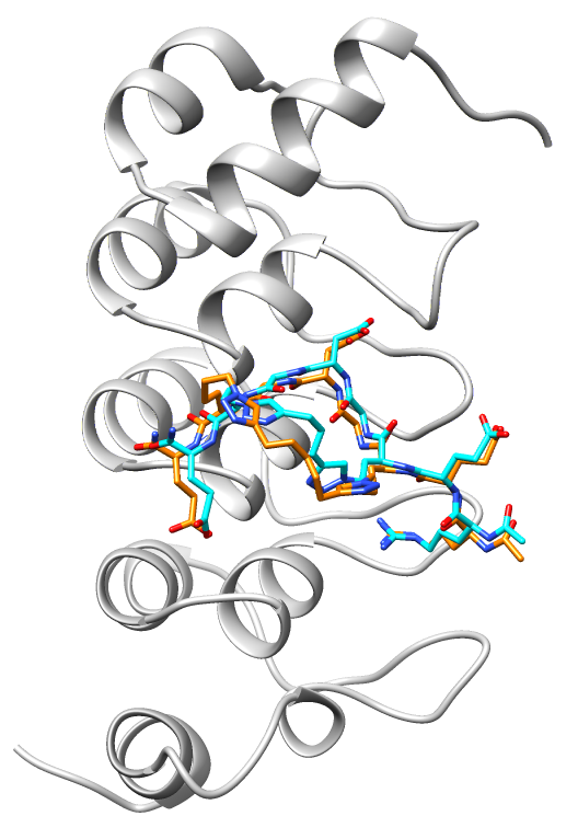 TNKS2 ARC4 bound to stapled peptides