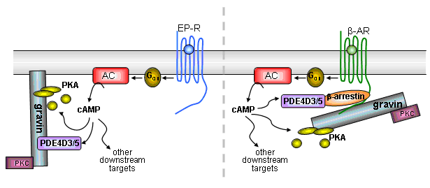 See Willoughby et al., 2006