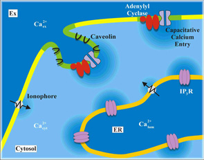 See Smith et al., 2002