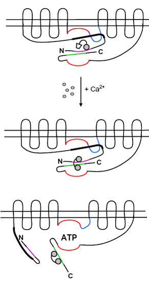 See Simpson et al., 2006