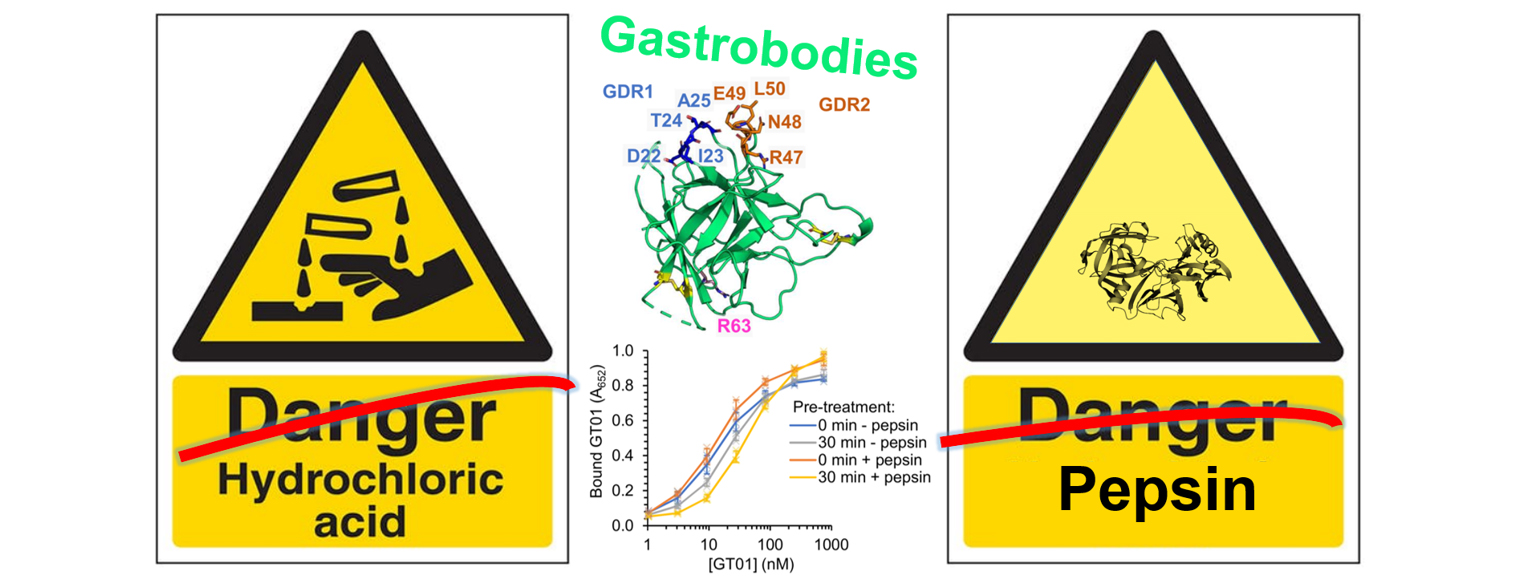 Gastrobodies