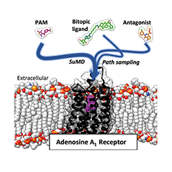 Image of ion channels, receptors and transporters