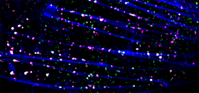 Image of research at the Department of Pharmacology