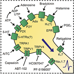 Image of pain mechanisms