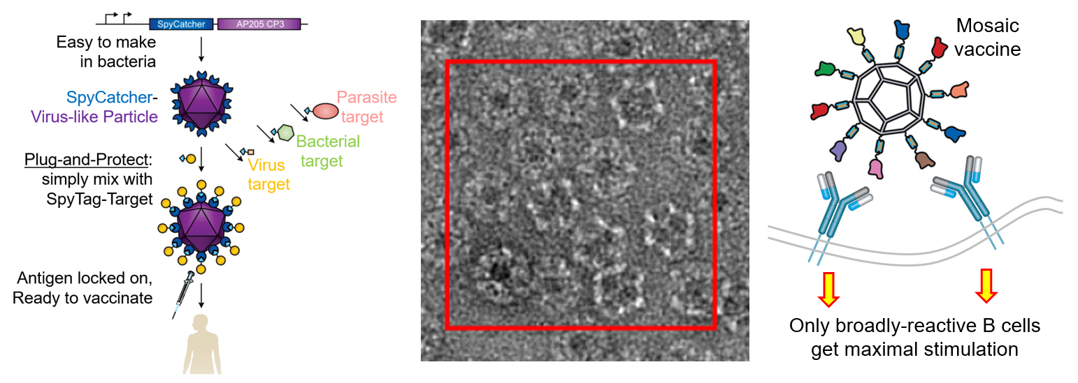 Immuno-engineering Plug and Protect