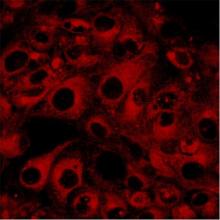 Anikina et al 2005 BrJPharmacol online abstract