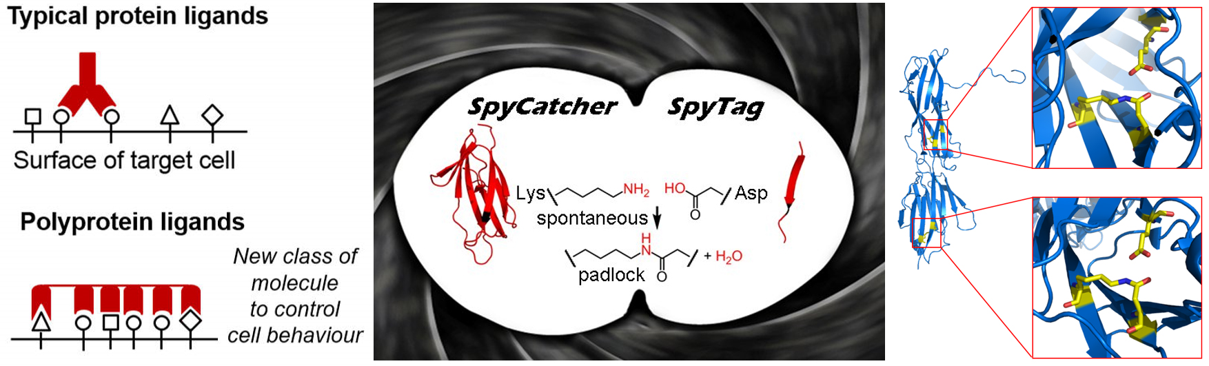 Superglues from Bacteria and Antibody Teams Superglues from Bacteria and Antibody Teams
