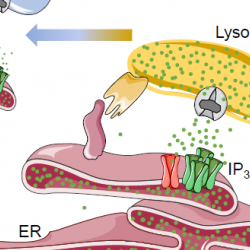 Shooting calcium at lysosomes