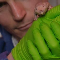 Naked Mole Ravolt