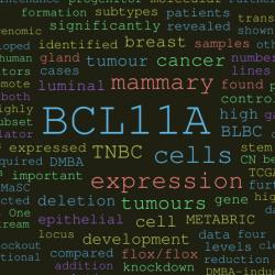 Novel breast cancer gene found