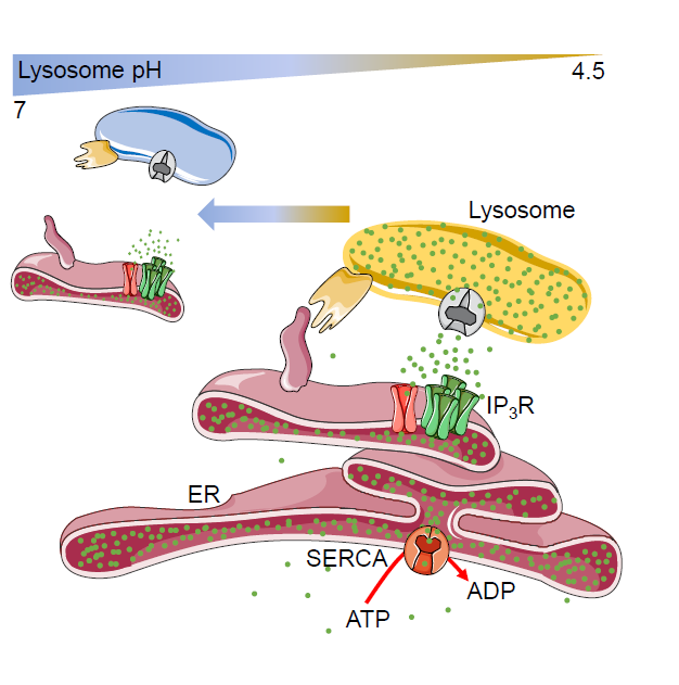 Shooting calcium at lysosomes