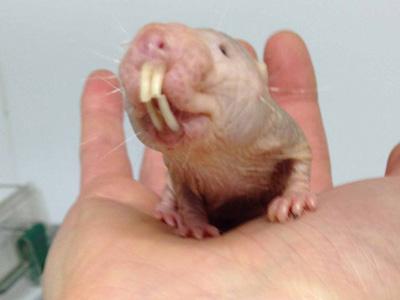 Naked mole-rats in the news!