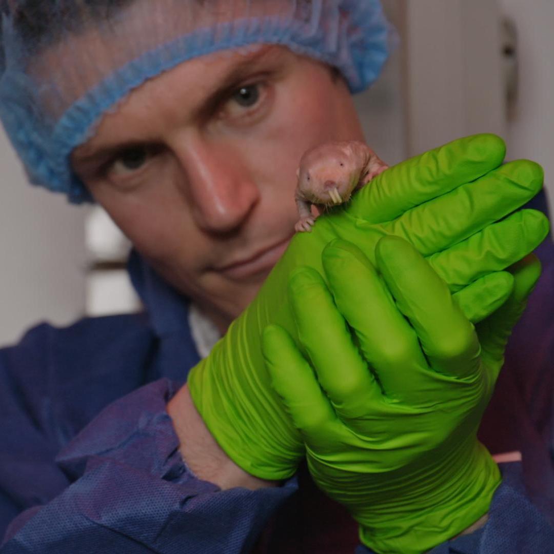 Naked Mole Ravolt