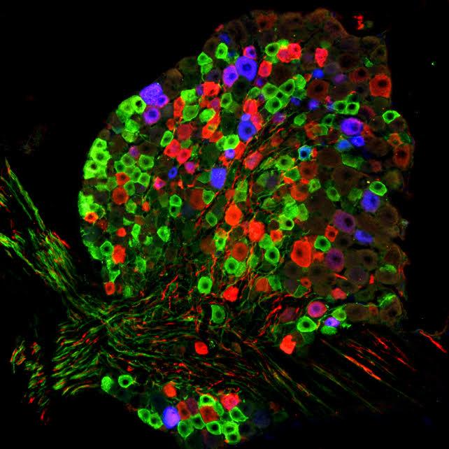 Research image of cells