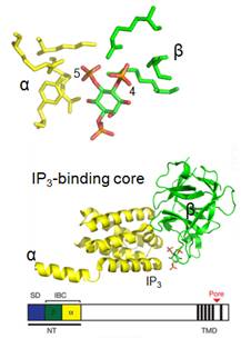 cwt-ip3 binding structure