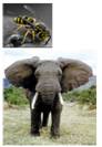 cwt-wasp and elephant