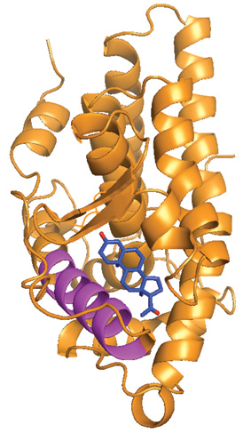 Figure 1. A steroid-binding element in helix 3 (in purple) of human nuclear steroid hormone receptors is conserved in the Breast Cancer Resistance Protein (ABCG2).