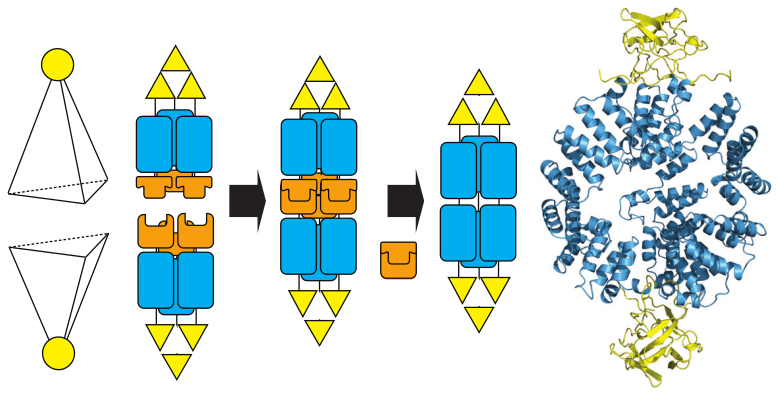 Assembly of protein cages using TPRs and split intein-mediated native chemical ligation