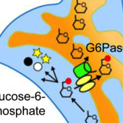 A brain highway for glucose