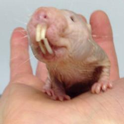 Naked mole-rats in the news!