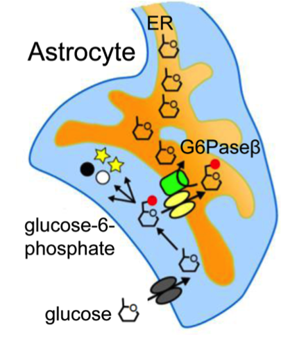 A brain highway for glucose