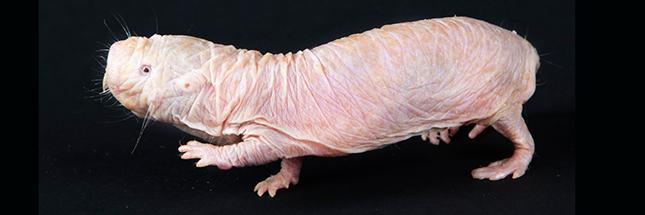 Transformation of naked mole-rat cells